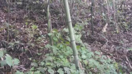 电煤捕捉竹鸡视频，学习之旅中的变化与成就之源
