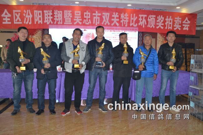 吴忠信鸽协会最新直播，赛鸽运动的激情与荣耀探索